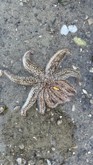 Coscinasterias muricata