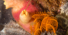 Ascidia incrassata