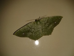 Himeromima aulis