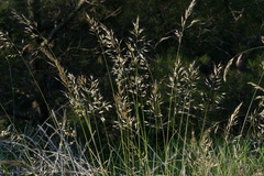 Helictotrichon convolutum