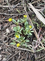 Ranunculus glaberrimus