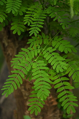 Albizia kalkora