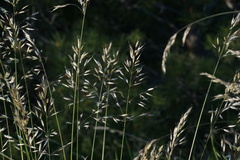 Helictotrichon convolutum