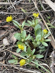 Ranunculus glaberrimus