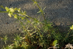 Galium firmum
