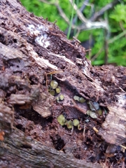 Chlorosplenium