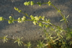 Galium firmum