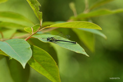 Davidius fruhstorferi