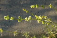 Galium firmum