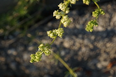 Galium firmum