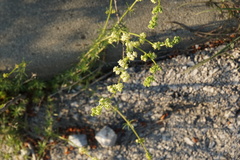 Galium firmum