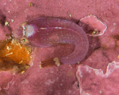 Apletodon pellegrini