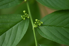 Rhamnella franguloides