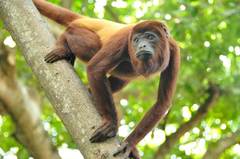 Alouatta seniculus