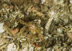 Achaeopsis spinulosa