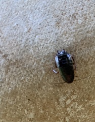 Loboptera canariensis