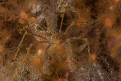 Macropodia falcifera