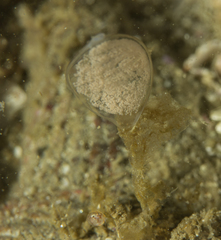 Tectonatica tecta