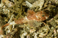 Chelidonichthys capensis