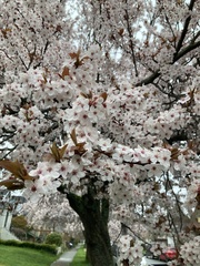 Prunus cerasifera