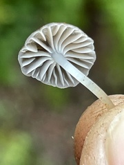 Leucoinocybe