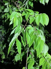 Fraxinus pennsylvanica lanceolata
