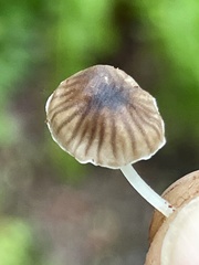 Leucoinocybe