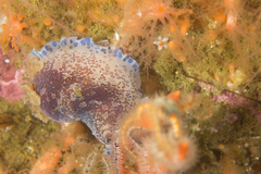 Dendrodoris caesia