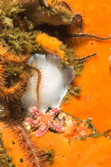 Doriopsilla capensis