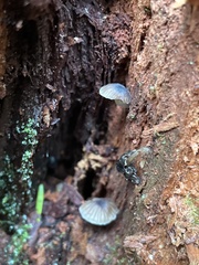 Leucoinocybe