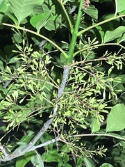 Fraxinus pennsylvanica lanceolata