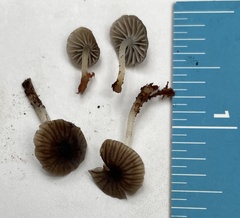 Leucoinocybe