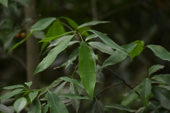 Quercus myrsinifolia