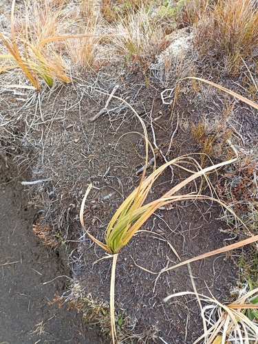 Cutty Grass (Carex coriacea)