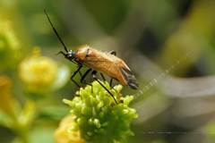 Brachycoleus pilicornis
