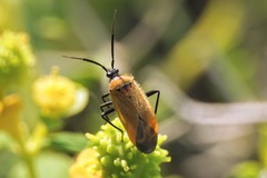 Brachycoleus pilicornis