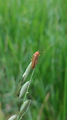 Cantharis rufa