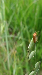 Cantharis rufa