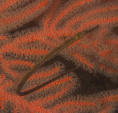 Syngnathus temminckii