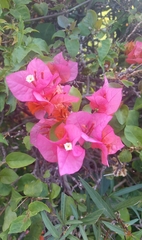 Bougainvillea