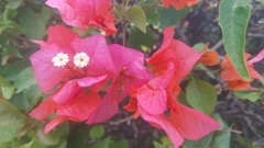 Bougainvillea