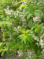 Spiraea thunbergii