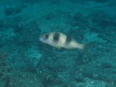 Parupeneus crassilabris