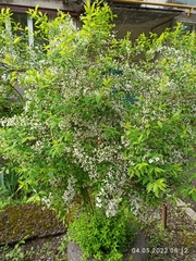 Spiraea thunbergii