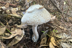 Chlorophyllum nothorhacodes