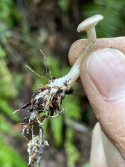Rhizocybe rhizoides