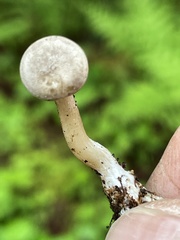 Rhizocybe rhizoides