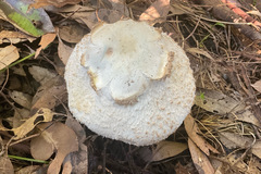 Chlorophyllum nothorhacodes