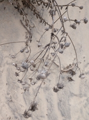 Chrysopsis gossypina