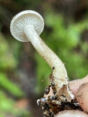 Rhizocybe rhizoides